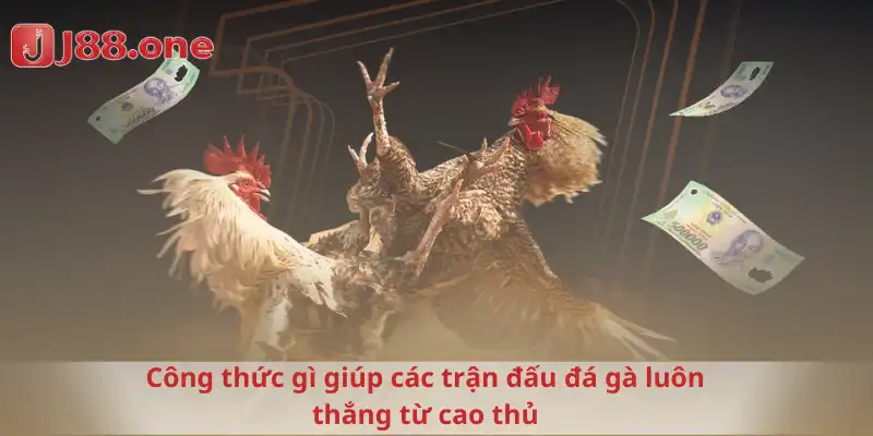 Công thức gì giúp các trận đấu đá gà luôn thắng từ cao thủ