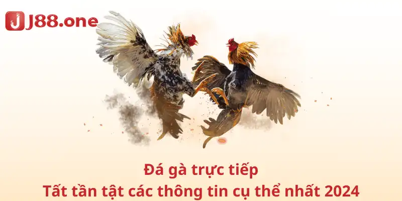 Đá gà trực tiếp - Tất tần tật các thông tin cụ thể nhất 2024