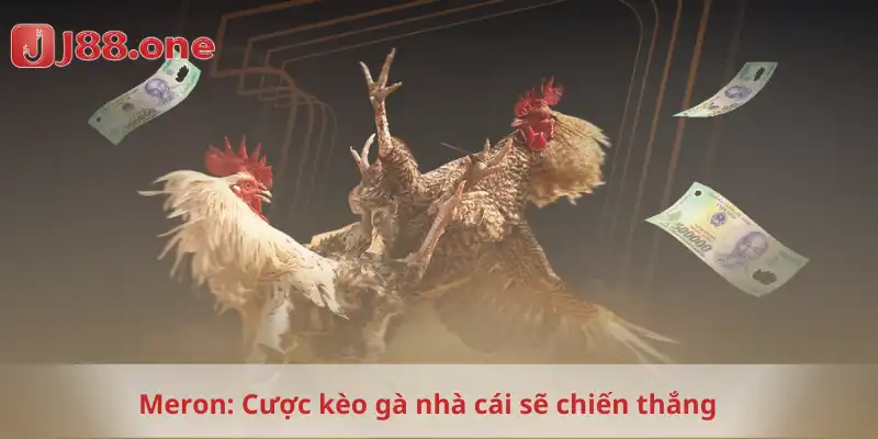 Meron: Cược kèo gà nhà cái sẽ chiến thắng